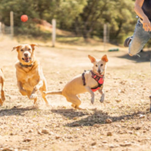 Comandos básicos para enseñar a tu mascota