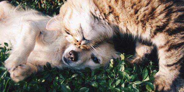 Un perro y un gato juntos