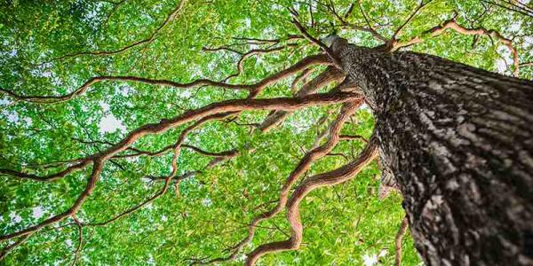 Celebra el Día mundial del Árbol plantando uno.