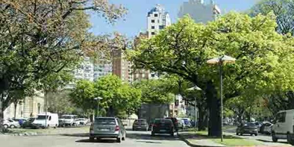Los árboles dan vida a las ciudades