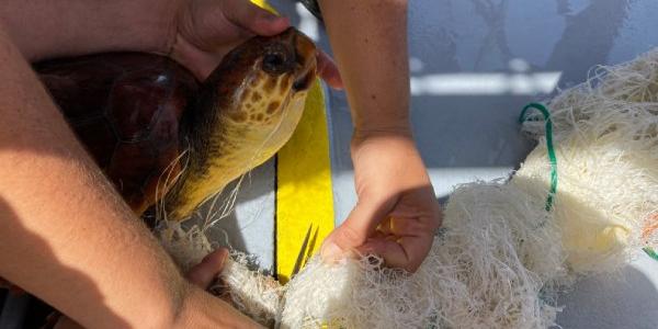 Las líneas de basura, son un grave peligro para los animales marinos