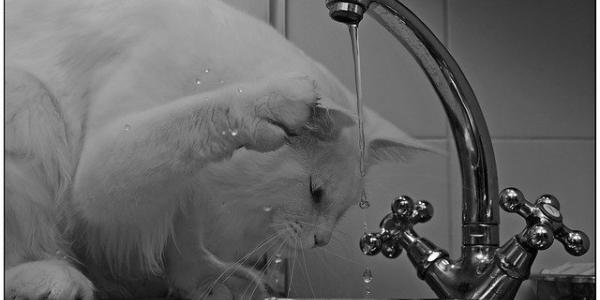 Un gato bebiendo agua del grifo. Foto de Pixabay
