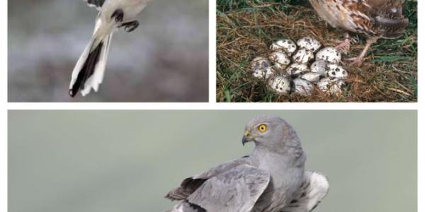 Imagen de un alcaudón real, una codorniz común y un aguilucho cenizo, aspirantes a Ave del Año