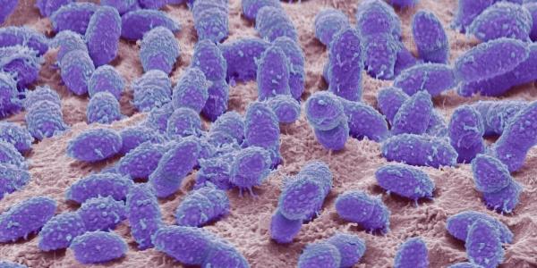 Faecal bacteria, SEM