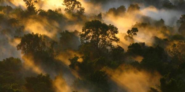 Dosel de bosque amazónico en Brasil. Foto de Peter Vander Sleen