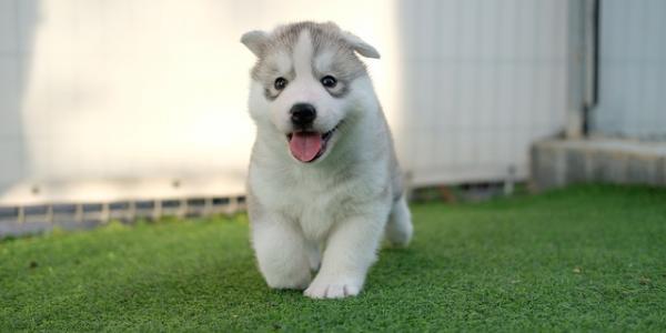 Cachorro de Husky. Foto Pixabay