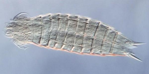 La especie Echinoderes brevipes, tomada con microscopía óptica diferencial de contraste de interferencia | Diego Cepeda