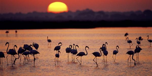 Atardece en Doñana, el sol en el horizonte se refleja en las marisma creando una sobra entre los flamencos // Diario de Huelva