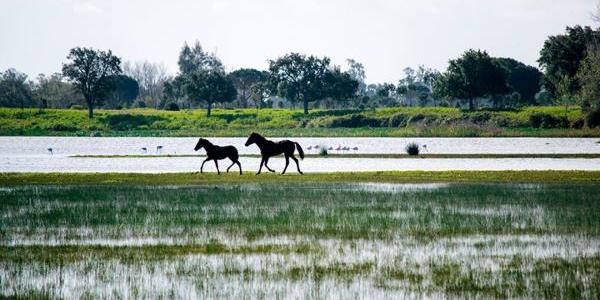 Caballos galopan en el humedal de Doñana  