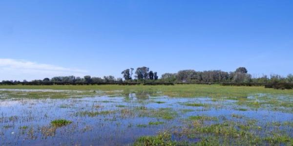 Marisma en la zona de Fuente del Duque en Doñana