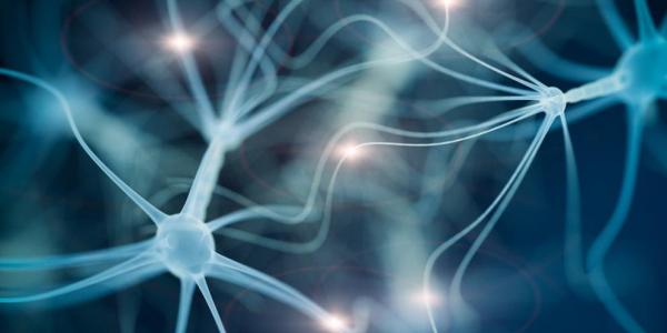 La esclerosis lateral amiotrófica (ELA) se produce por la degeneración de las motoneuronas (Polina Shuvaeva / Getty Images/iStockphoto)