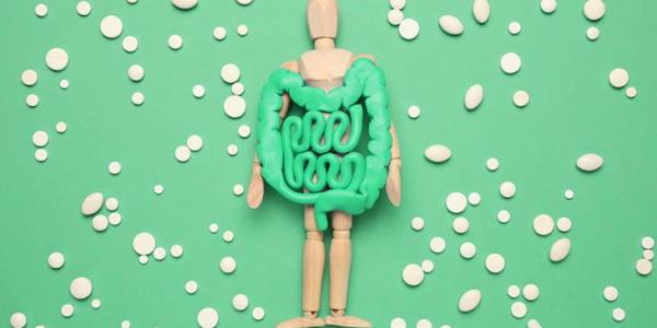 Muñeco de madera con intestino / Kern Pharma