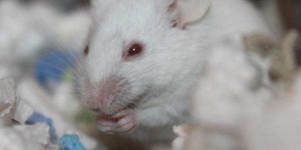 Esclerósis múltiple ratones