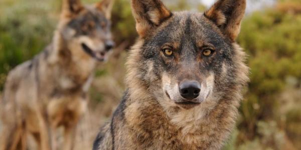 Dos lobos ibéricos / Autor: Servimedia-Ana Retamero