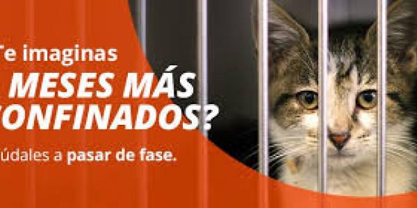 La Fundación Affinity piden que las mascotas no estén confinadas