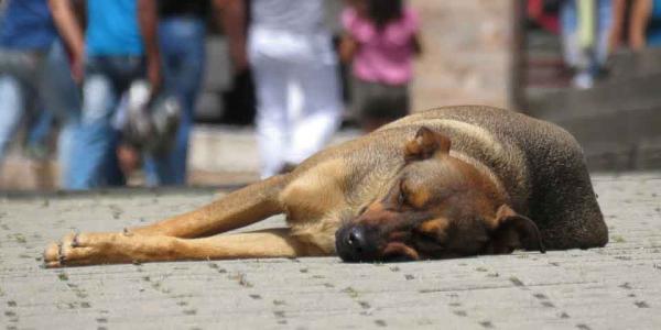 El Gobierno quiere endurecer la ley para maltratadores animales