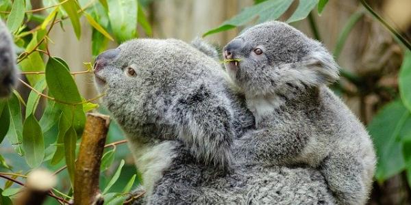 Un pequeño bebé koala con su mamá. Foto de pixabay