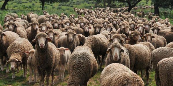 Lana merino, de las ovejas de raza merino