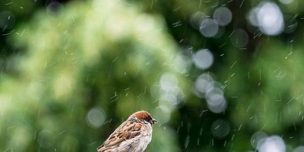 Un pajarito mojándose con el agua de lluvia. Foto de Pixabay