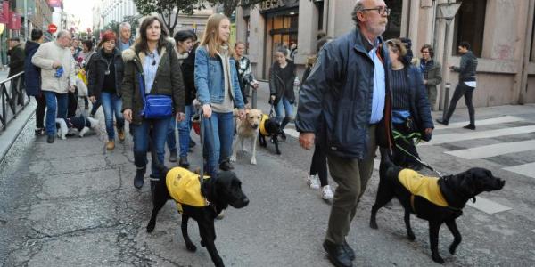 Los perros guía de la ONCE protagonizarán este año las Fiestas de San Antón de Madrid. Foto: ONCE.