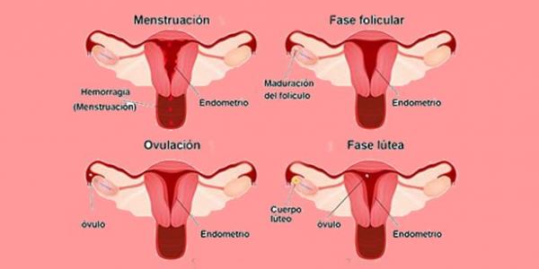 Que es la menstruación para niñas