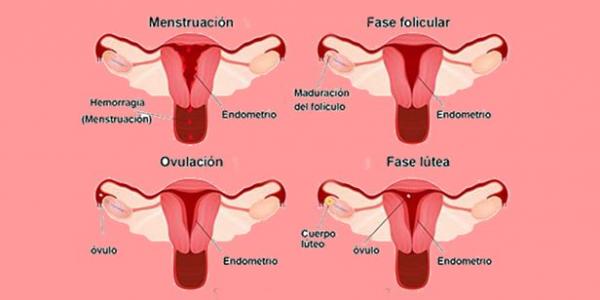 Que ejercicios no hacer durante la menstruación