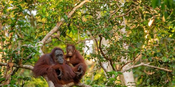 Orangután de Borneo