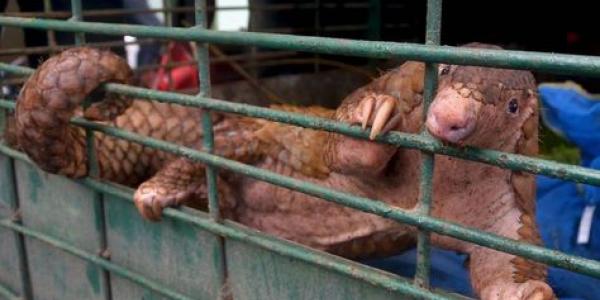 Un pequeño pangolín encerrado en una jaula, posiblemente fue comido. Foto de AFP 