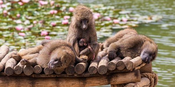 Un grupo de primates reposando. Foto de Pixabay