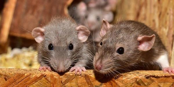 Tres ratas en un cajón. Foto de Pixabay