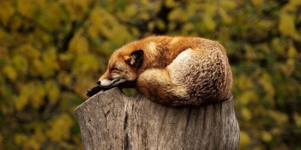 Zorrito sueño