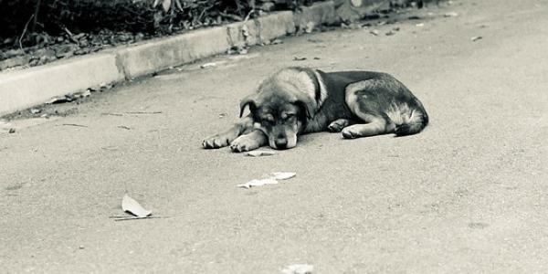 El abandono de mascotas