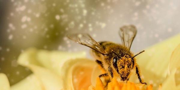 Abejas, un pequeño insecto polinizador