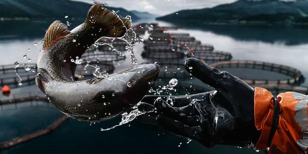 La crisis climática afecta al sector pesquero y a la acuicultura sostenible Acuicultura sostenible