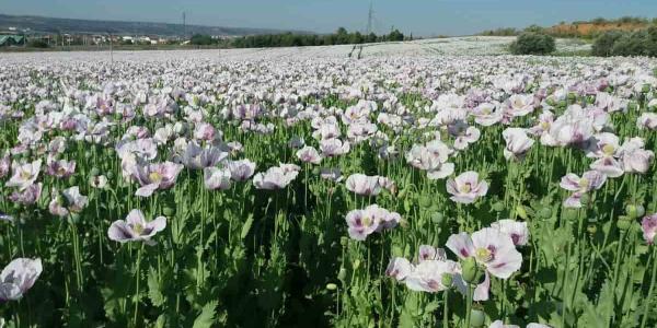 La adormidera como cultivo en auge en Castilla-La Mancha