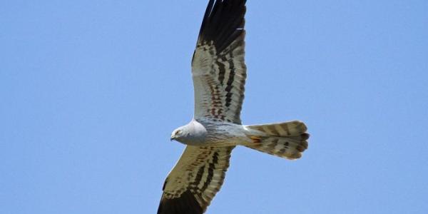 Aguilucho cenizo sobrevolando los cielos españoles