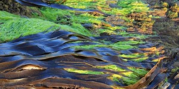 Las algas marinas avisan cuando la calidad del agua cambia