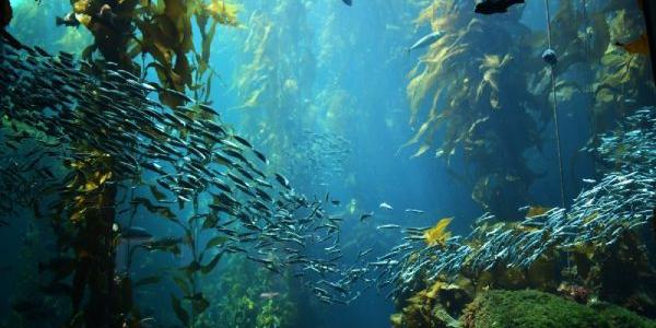 El papel de las algas marinas en la agricultura regenerativa