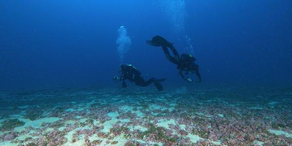 Buceadores de la investigación sobre el fondo marino con algas rojas