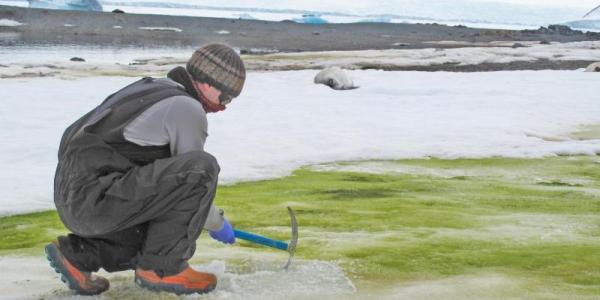 El investigador Matt Davey, junto a algas verdes de nieve en Lagoon Island, en la Antártida