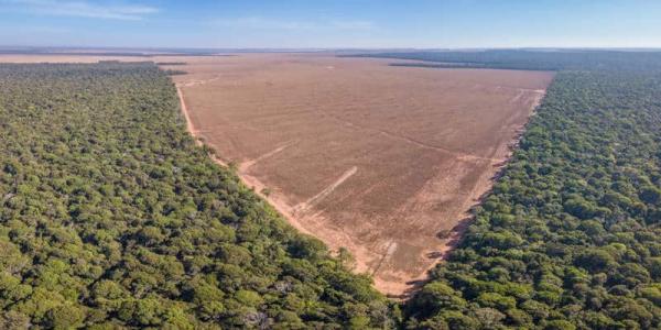 El Amazonas sigue amenazada por la deforestación