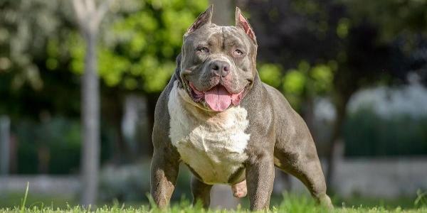 American Bully XL