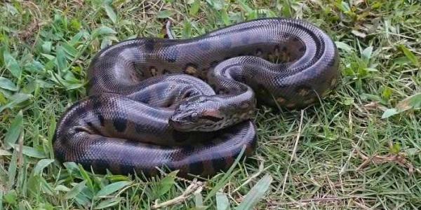 Anaconda 