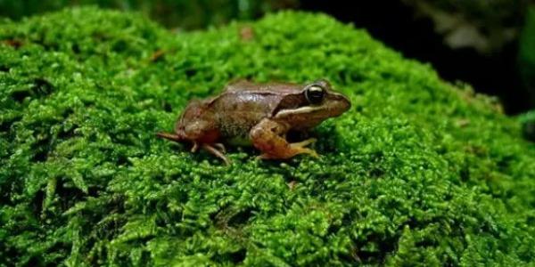 Especies de anfibios en peligro de extinción, como la rana pirenaica