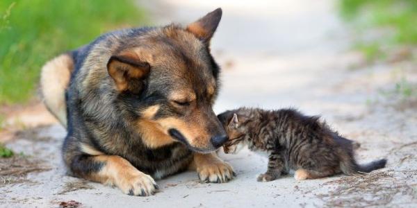 Animales sin hogar, una situación que ha de cambiar