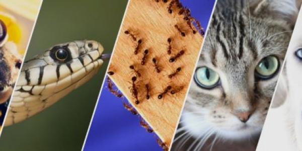 La ciencia habla al respecto de la creencia de que los animales detectan terremotos ¿Pueden los animales prever terremotos?