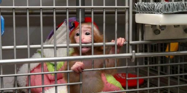 Mono encerrado en una jaula de un laboratorio