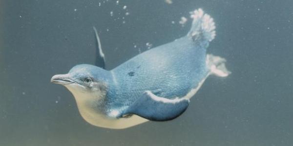 Pingüino pequeño 