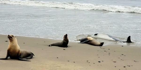 Así se ven afectados los animales marinos en California