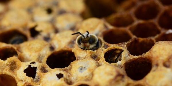 Anímate a apadrinar colmenas, así las abejas estarán seguras